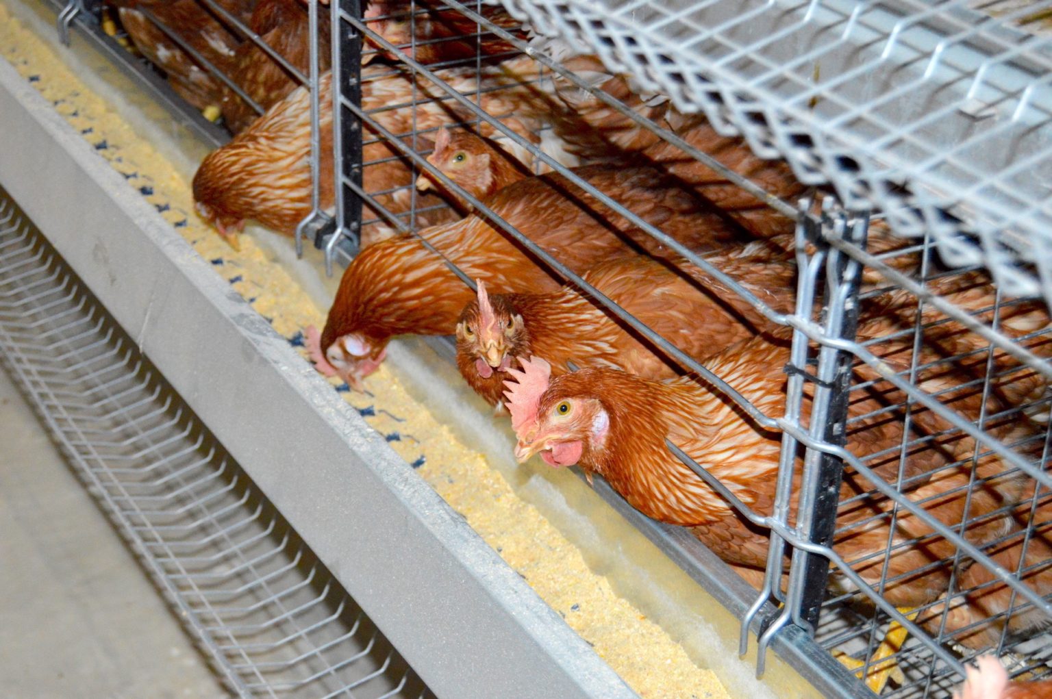 prolay-poultry-farm-prolay-poultry-farm